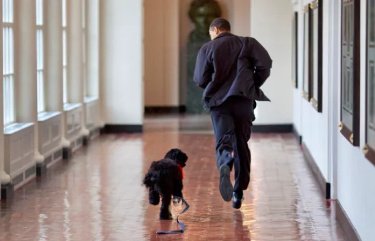 Addio a Bo, il cane di Barack Obama